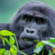 The Role of UWA in Gorilla Conservation