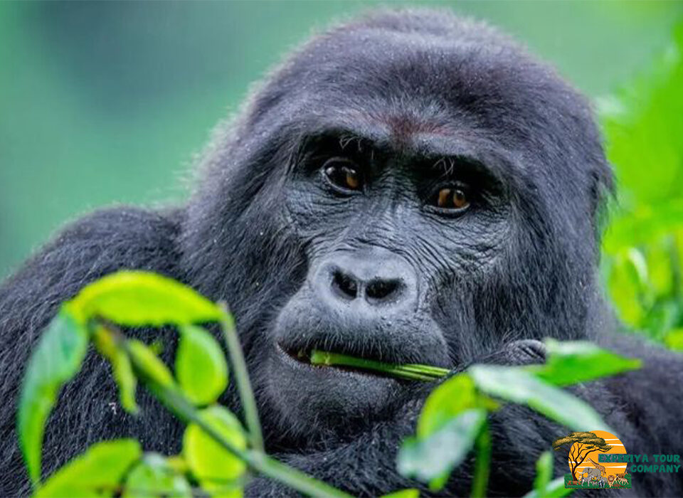 The Role of UWA in Gorilla Conservation