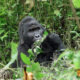 The Role of Storytelling and Folklore in Gorilla Conservation in Bwindi