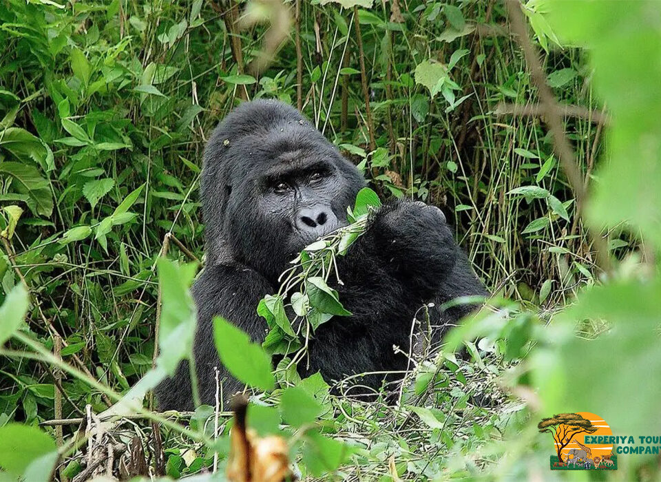 The Role of Storytelling and Folklore in Gorilla Conservation in Bwindi