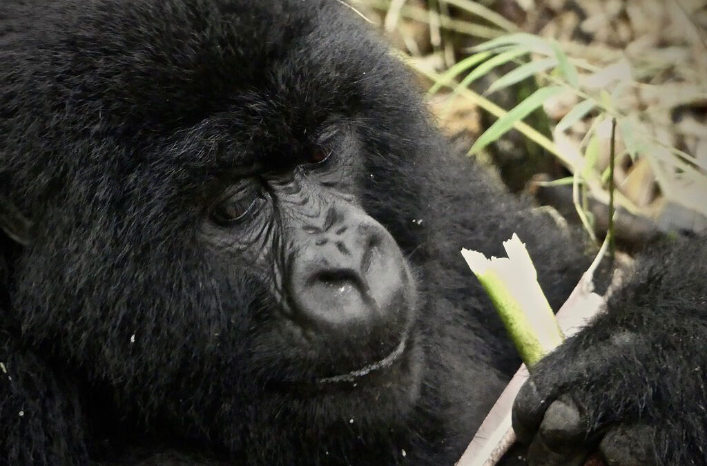 Things to do in Rwanda on a safari