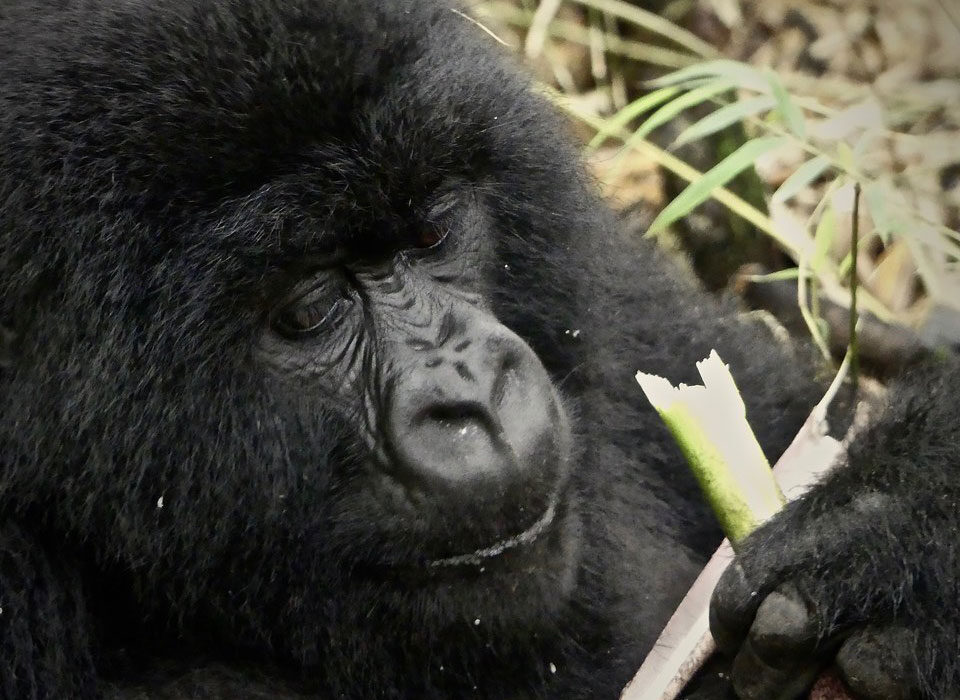 Things to do in Rwanda on a safari