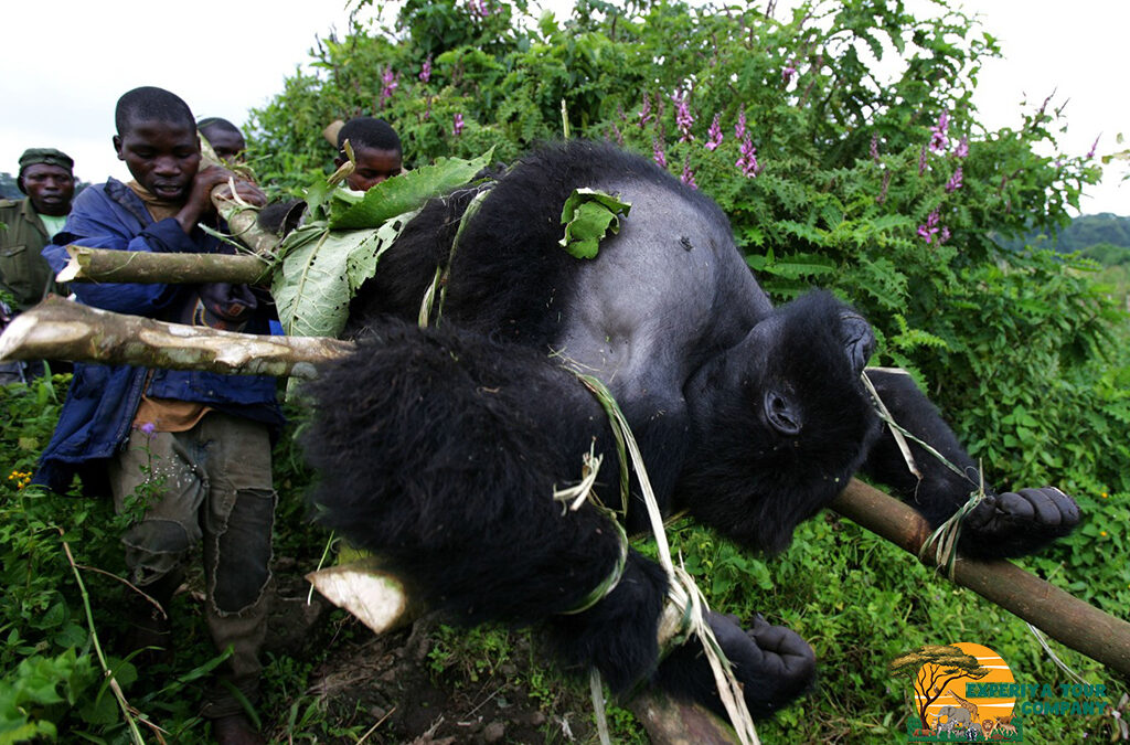Threats to the Mountain Gorilla Population
