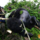 Threats to the Mountain Gorilla Population