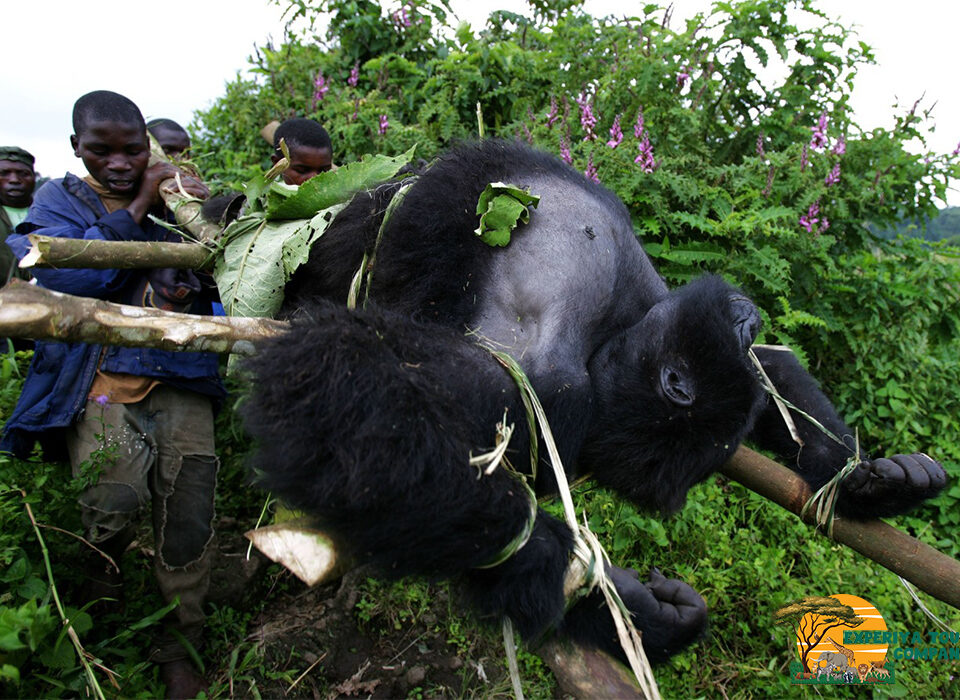 Threats to the Mountain Gorilla Population