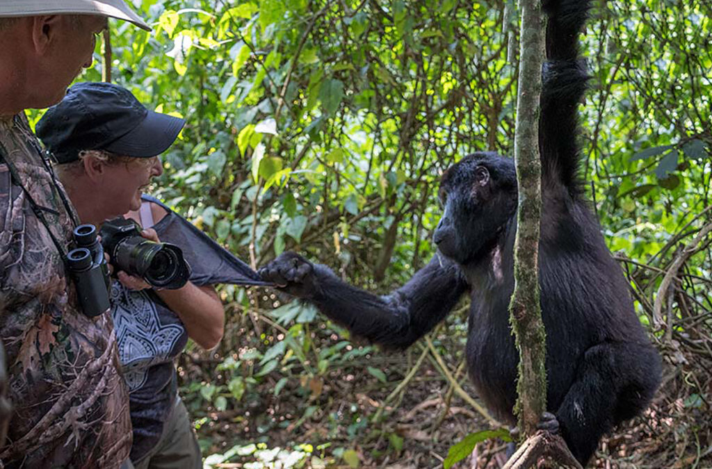 Top Reasons Travelers Choose Bwindi Impenetrable Forest