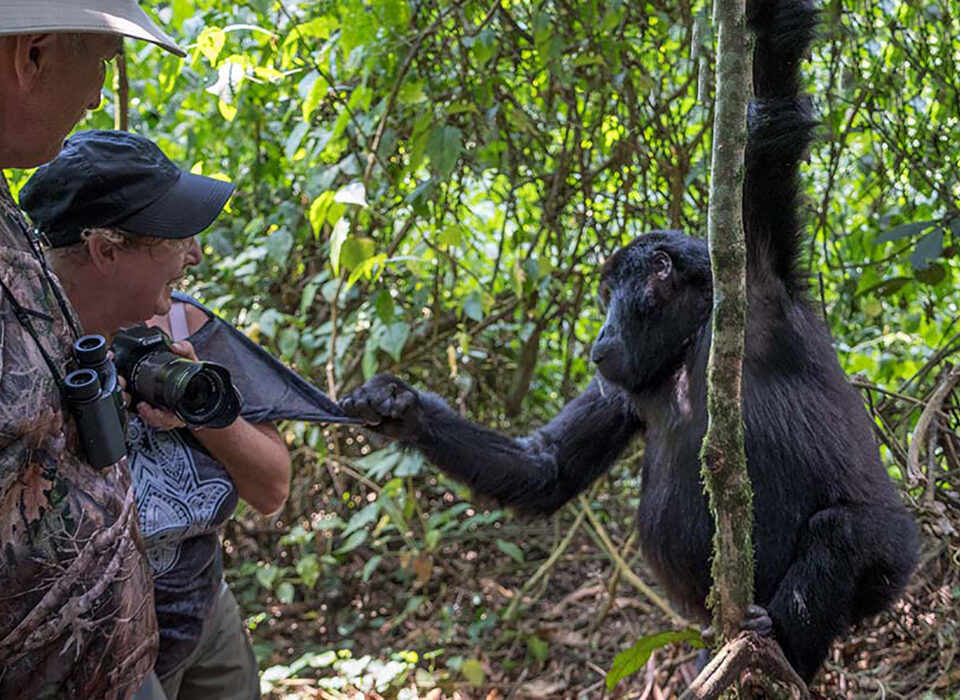 Top Reasons Travelers Choose Bwindi Impenetrable Forest