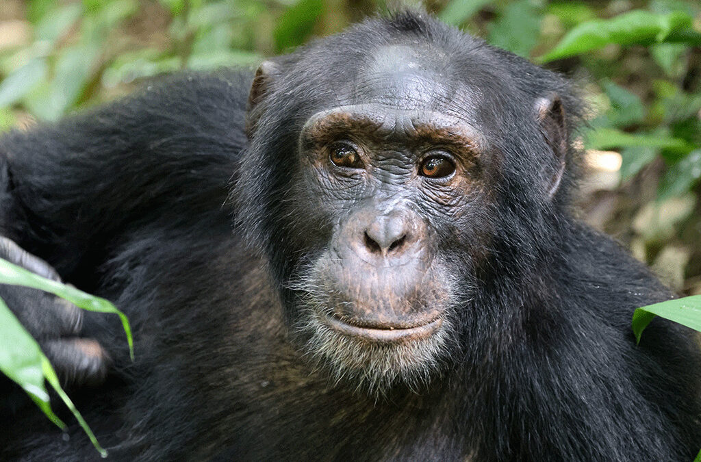 Chimpanzee tracking conservation