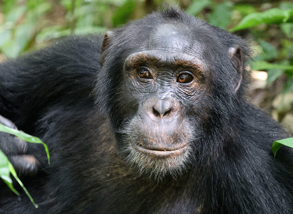 Chimpanzee tracking conservation