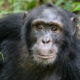 Where to See Chimpanzees in Africa