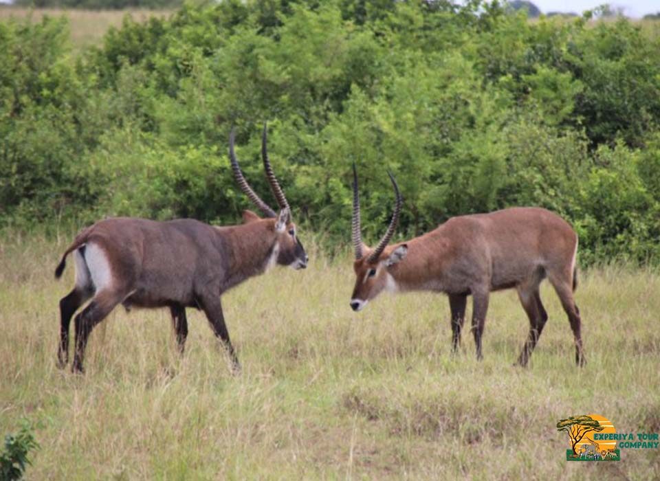 Wildlife Safaris in Uganda and Rwanda