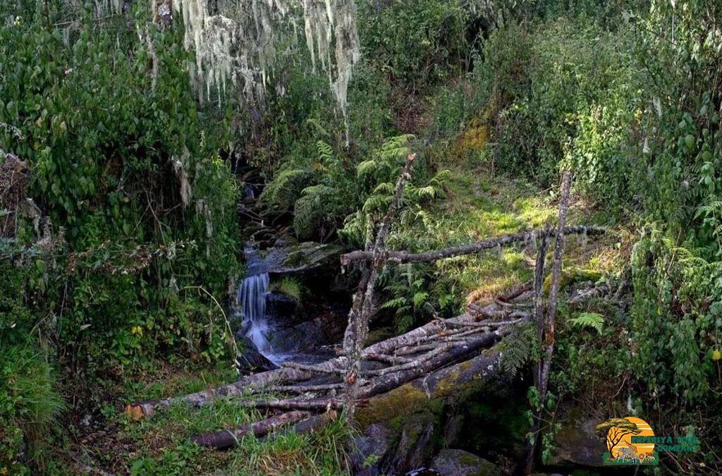 Major Attractions in Uganda and Rwanda