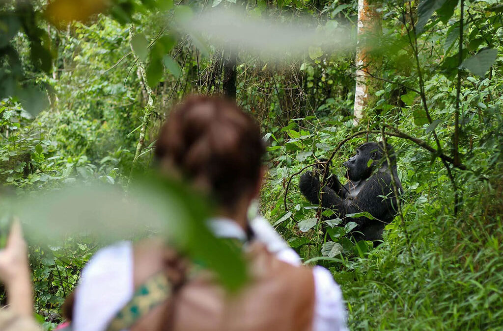 What's Included in Uganda Gorilla Trekking Tour Price?