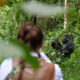 What's Included in Uganda Gorilla Trekking Tour Price?