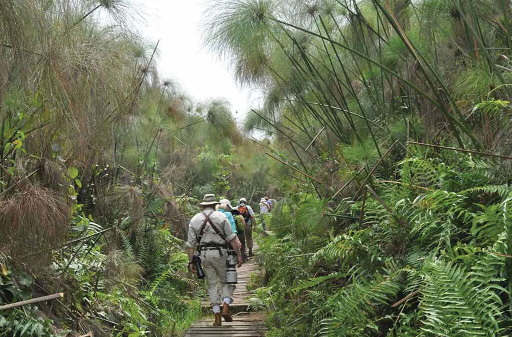 When to Visit Bigodi Wetland for Best Wildlife Viewing