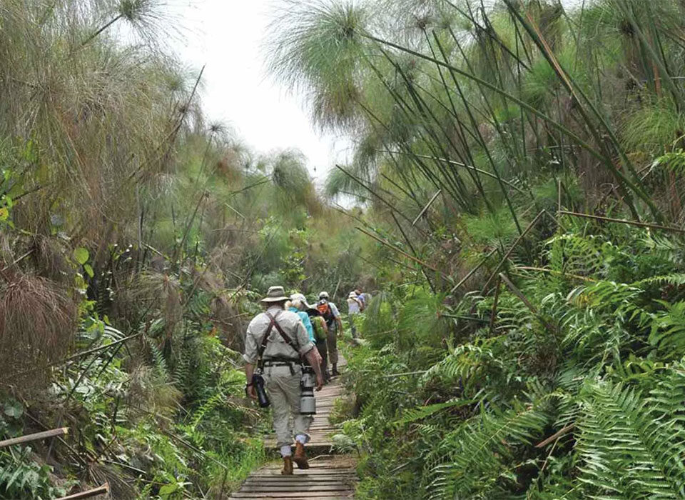 When to Visit Bigodi Wetland for Best Wildlife Viewing