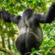 Where Do Mountain Gorillas Live?