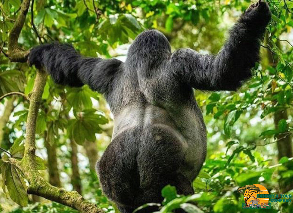 Where Do Mountain Gorillas Live?