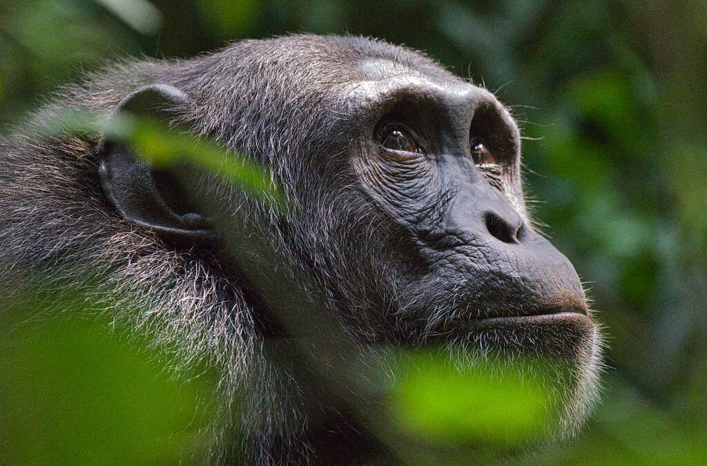 Uganda safari experiences