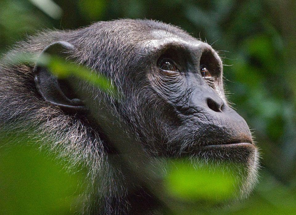 Uganda safari experiences