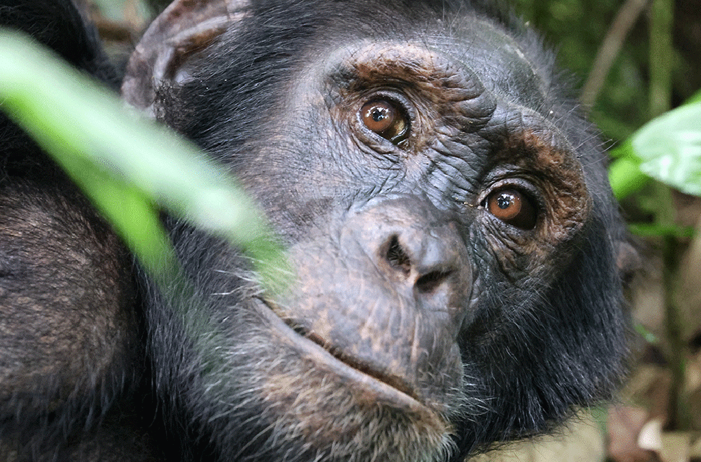 Kibale Forest primate capital