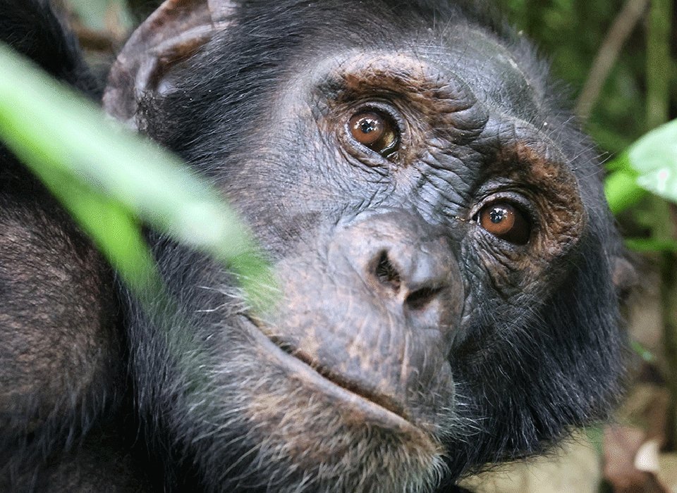 Kibale Forest primate capital