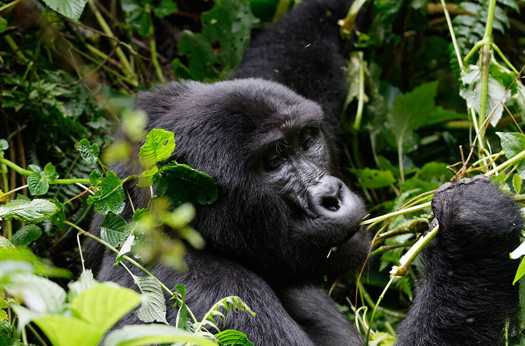 Why gorilla trekking is a once in a lifetime experience