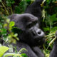 Why gorilla trekking is a once in a lifetime experience