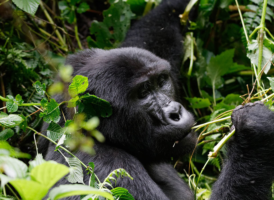 Why gorilla trekking is a once in a lifetime experience