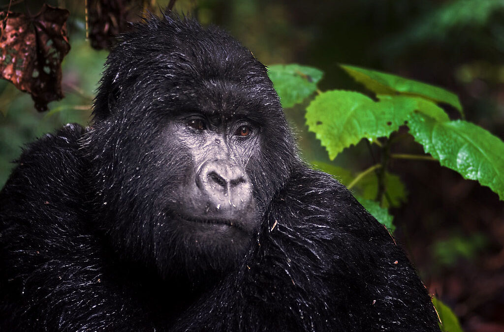 gorilla photography tips