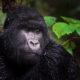 gorilla photography tips