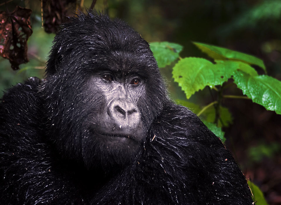 gorilla photography tips