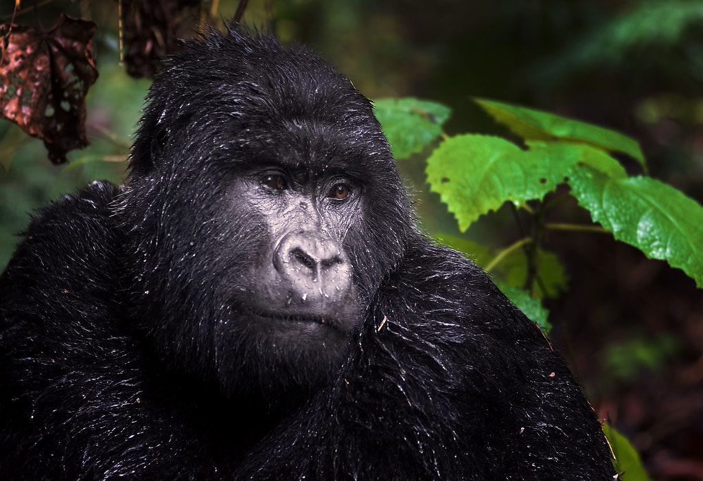 gorilla photography tips