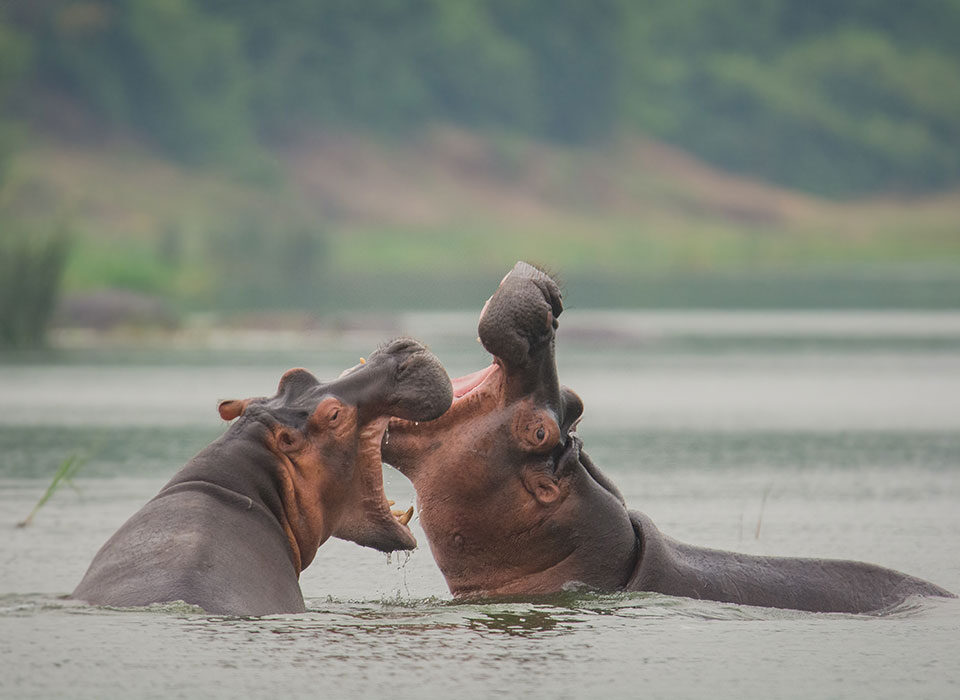 Is a Ugandan safari worth the money