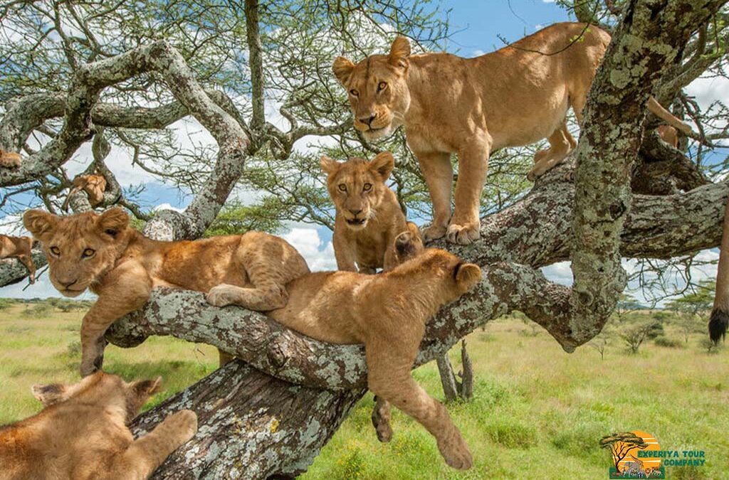 Where to See Big Cats on a Uganda Safari