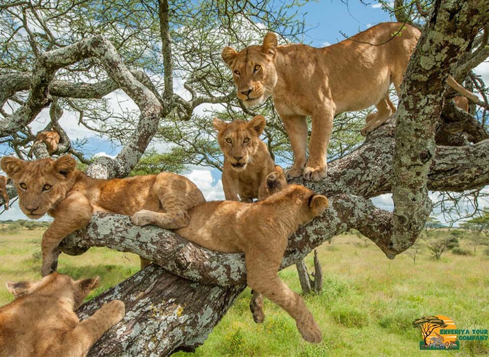 Where to See Big Cats on a Uganda Safari