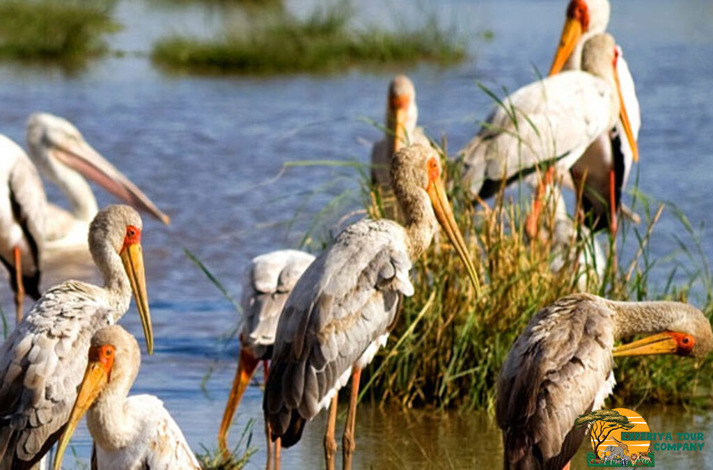 Kenya’s Top Birding Hotspots for Migratory Species