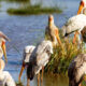 Kenya’s Top Birding Hotspots for Migratory Species