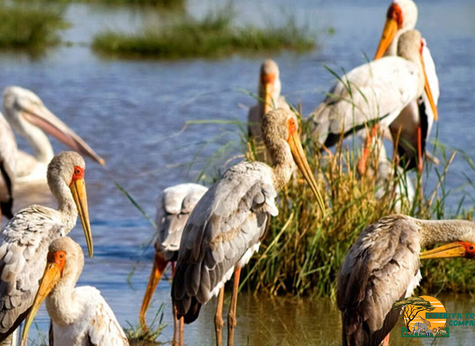 Kenya’s Top Birding Hotspots for Migratory Species