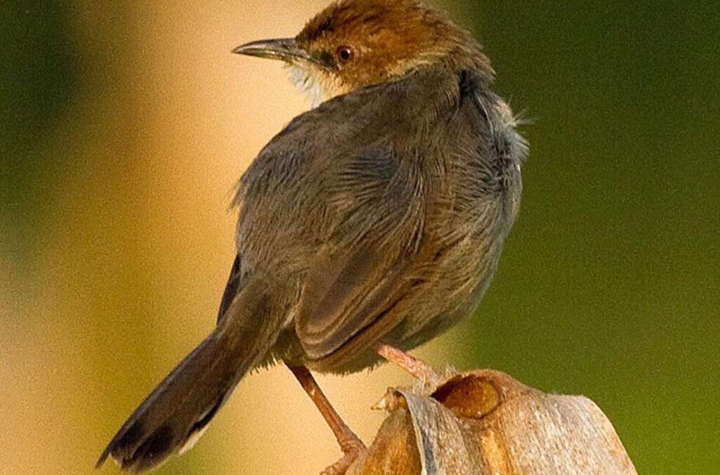 How to spot rare birds on your Uganda safari