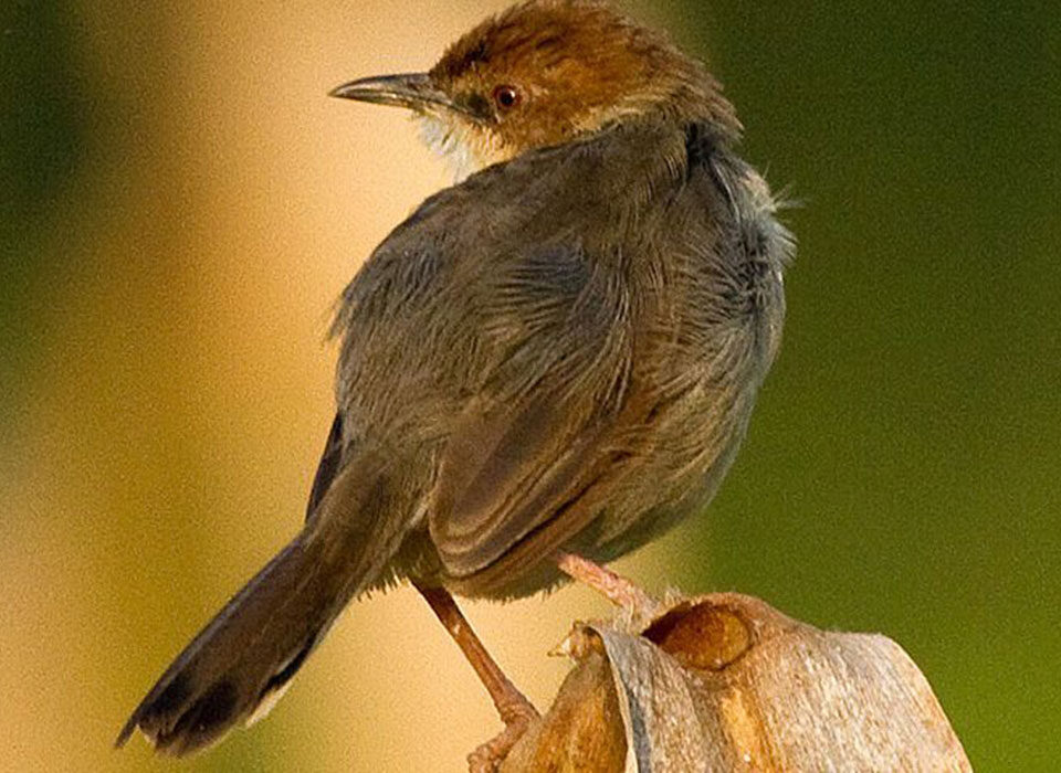 How to spot rare birds on your Uganda safari