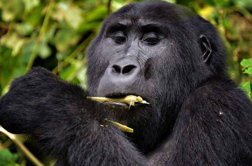 chimpanzee habituation vs trekking