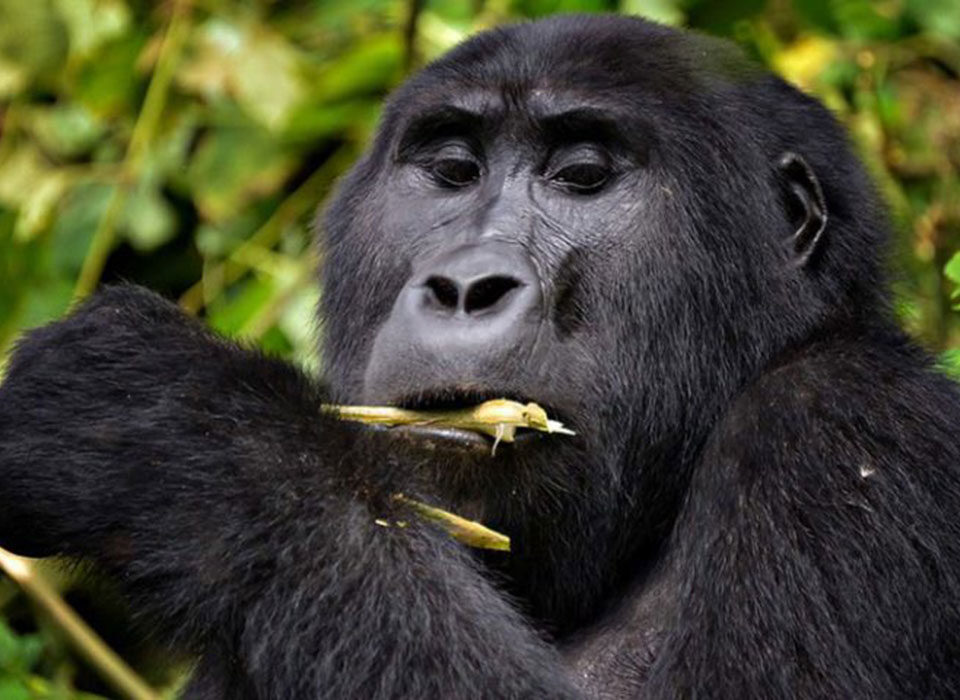 chimpanzee habituation vs trekking