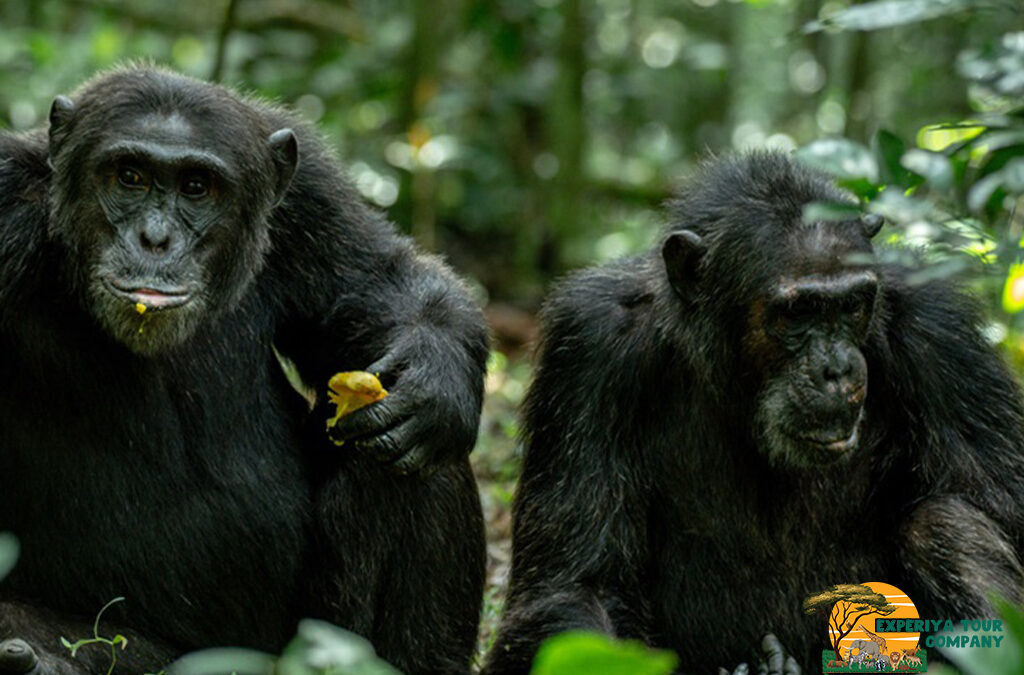 Why Add Uganda to Your Travel Bucket List