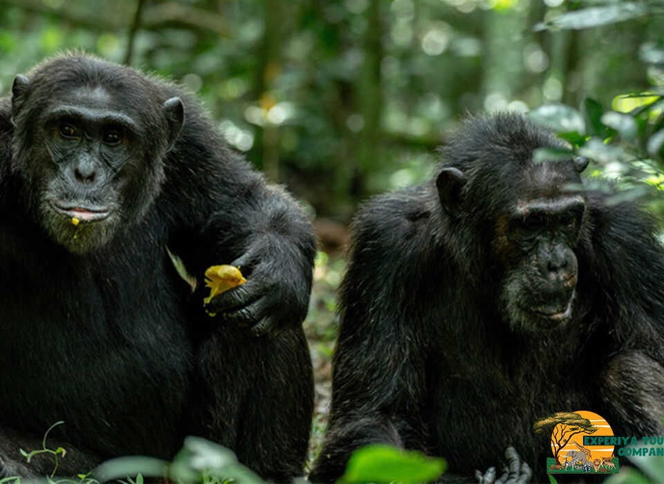 Why Add Uganda to Your Travel Bucket List