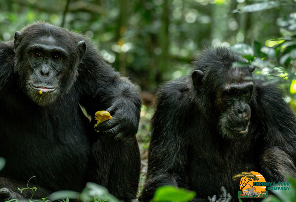 Why Add Uganda to Your Travel Bucket List