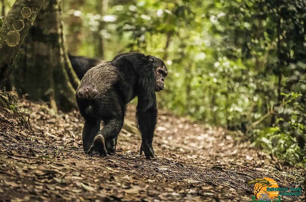 Rwanda Primates and Their Habitats