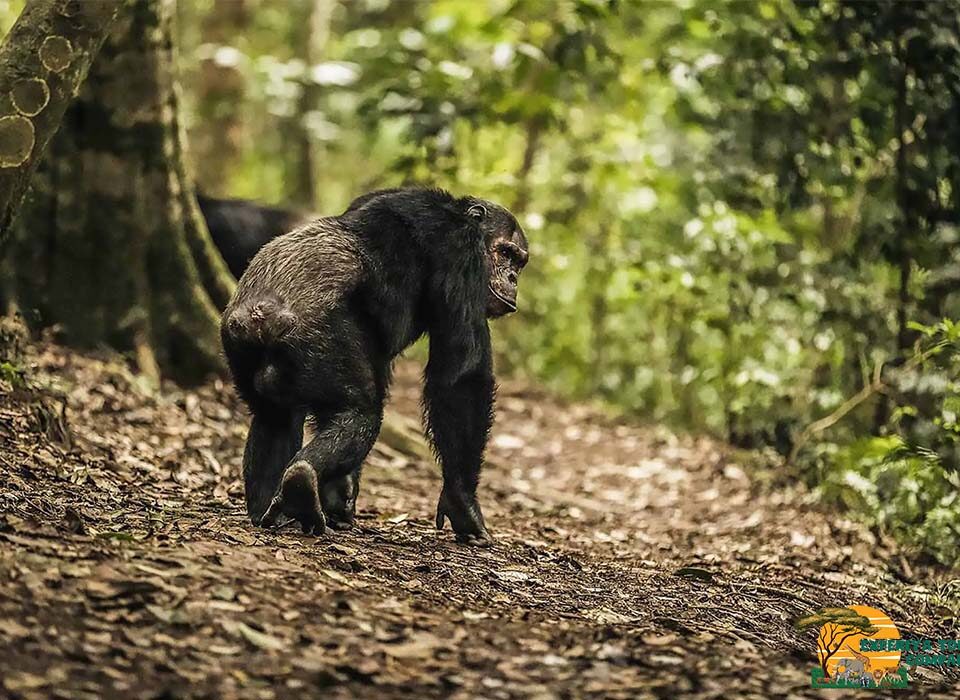 Rwanda Primates and Their Habitats