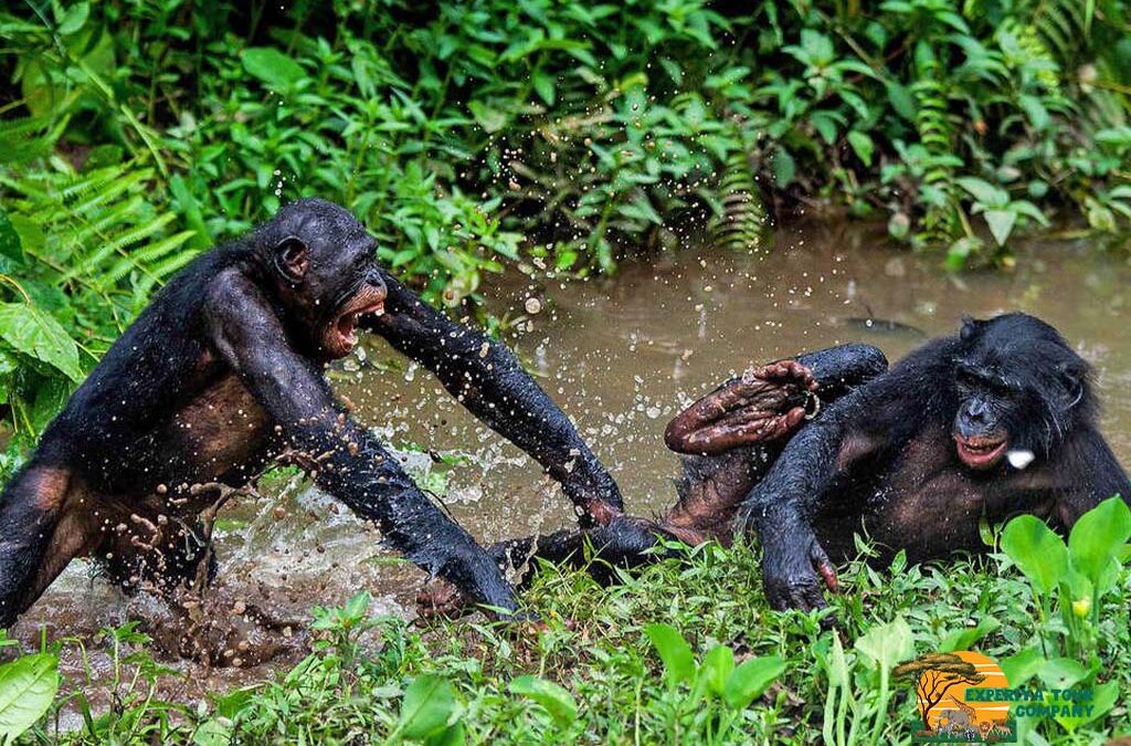 Is the Democratic Republic of Congo Safe for Tourists?