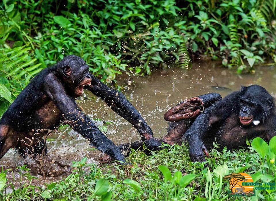 Is the Democratic Republic of Congo Safe for Tourists?